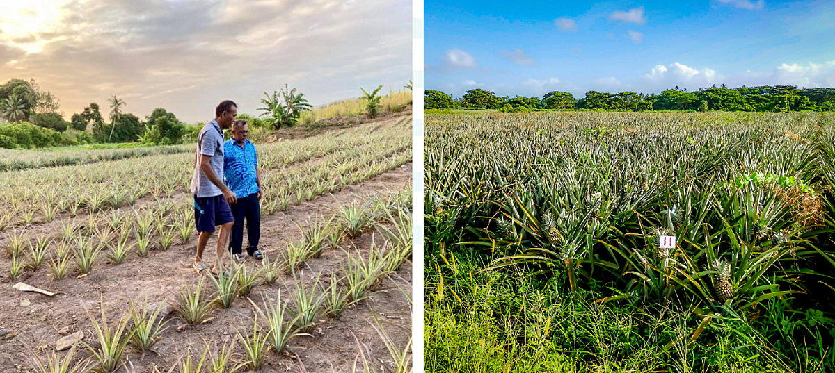 Fiji Marks Milestone with First Commercial Trial Export of Ripley Queen Pineapples to New Zealand