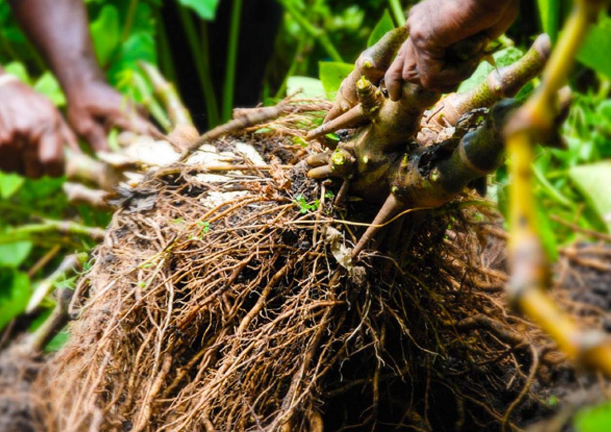 Pacific kava exports to Australia rise amid growing wellness demand