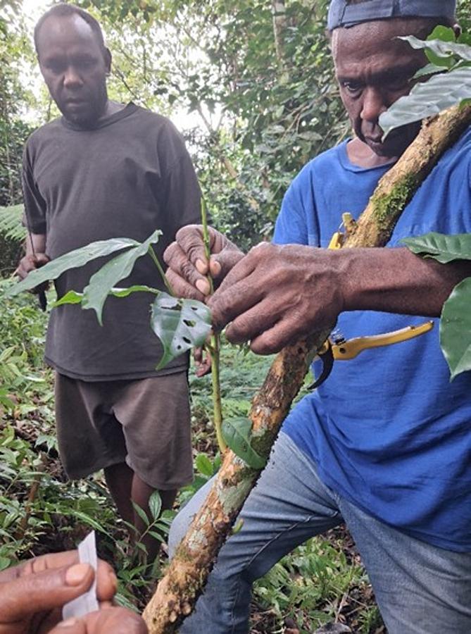 Lumakanji training aims to improve coffee production skills for Solomon Islands farmers