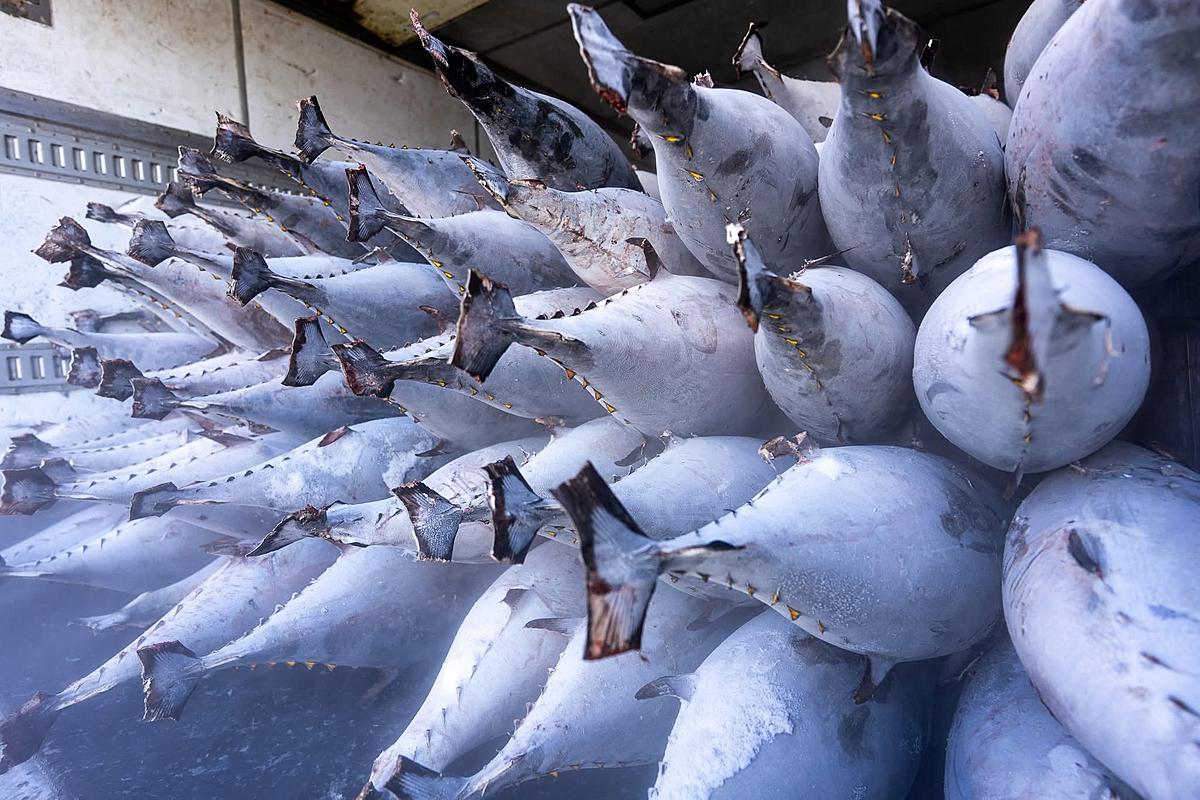 New EU Seafood Rules Set to Affect Majority of Pacific Island-Flagged Tuna Fleet