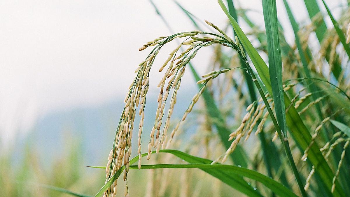 FDB Expands Support for Rice Farmers Through Rice Mobility Package
