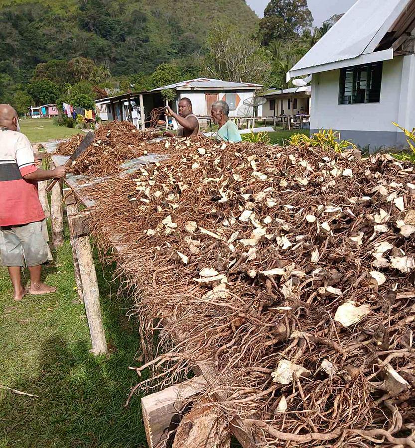 Navosa co-operative expands local yaqona market, boosts returns for farmers